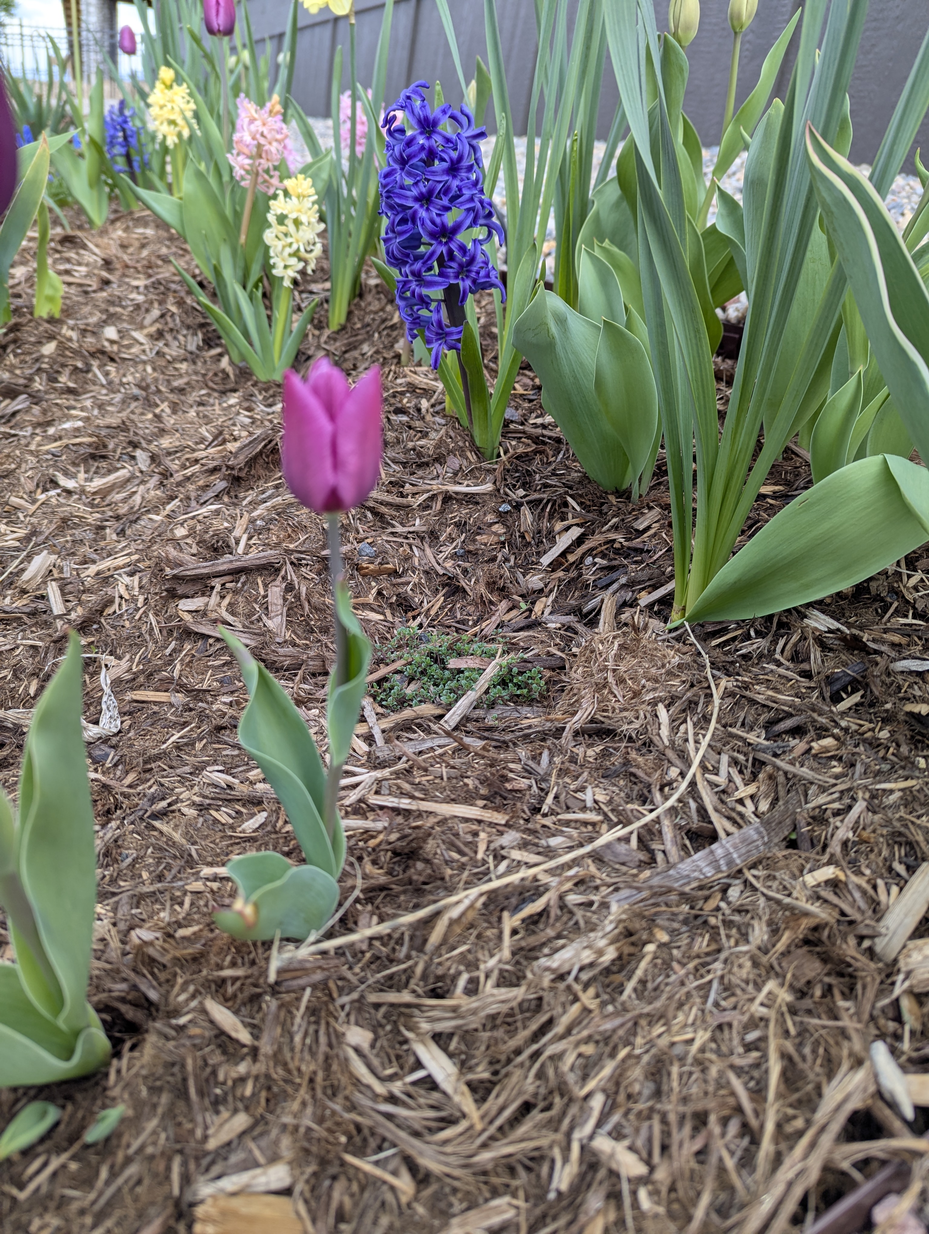 flowers, Morrison, Colorado